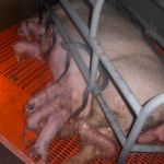 Hl. Kreuz Kita Kinder bekommen einen Einblick in die Schweinezucht beim Hof Nienhaus