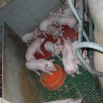 Hl. Kreuz Kita Kinder bekommen einen Einblick in die Schweinezucht beim Hof Nienhaus